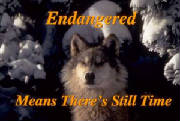 endangeredwolfimage.jpg