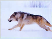 runningwolf.jpg