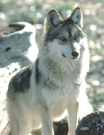 graywolf-2.jpg
